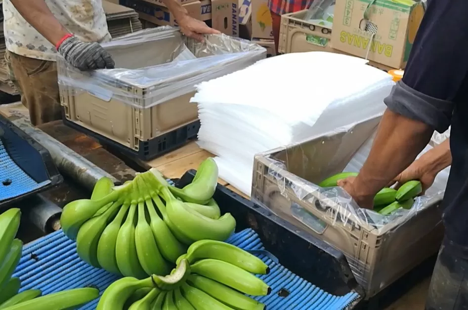 Laatste bedrijfsblogs Van bananenboerderijen naar wereldwijde landbouw: hoe herbruikbare plastic kratten evolueren
